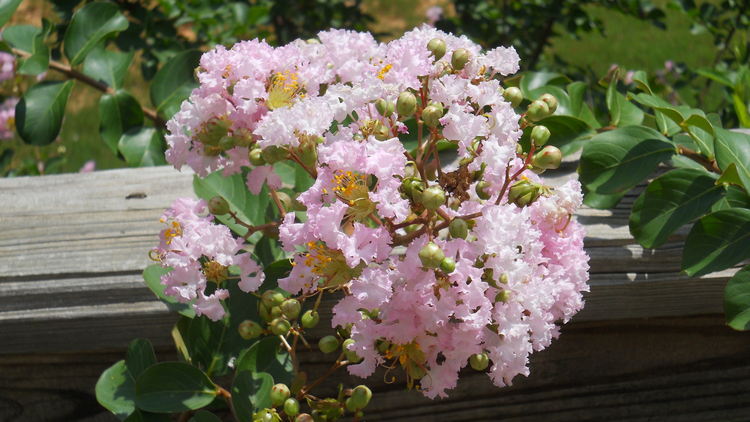 flowers on the porch