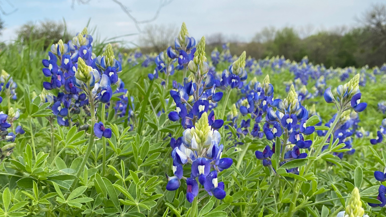 bluebonnet season 2024