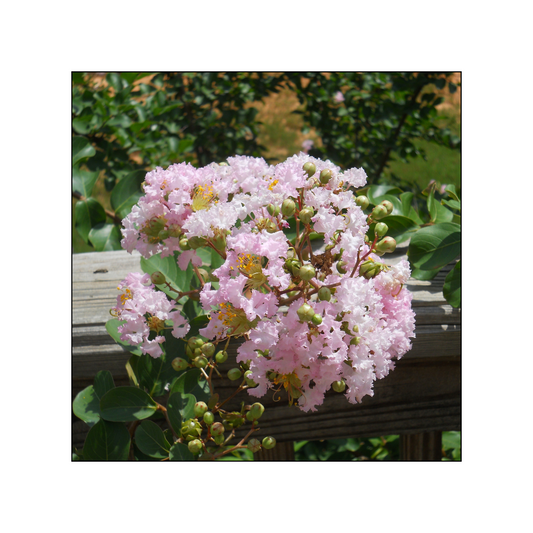 Original Art Print - flowers on the porch